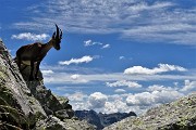 02 Stambecco (femmina) sul versante brembano 